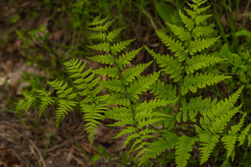 Vegetation in the forest