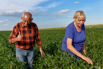 Senior couple working in soybean field and examining crop.