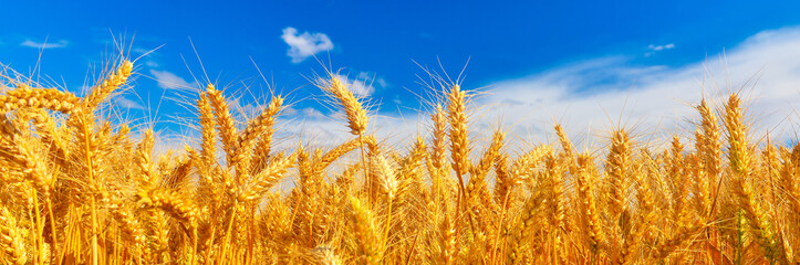 Wheat © denis_333