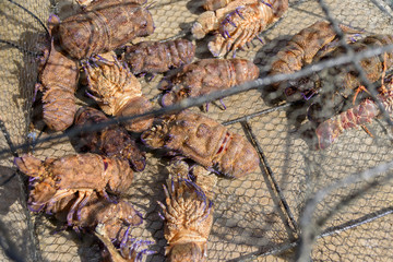 Crabs and lobsters caught with hands