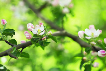 apple tree