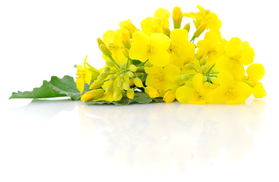 Fototapeta Mustard Flower blossom.