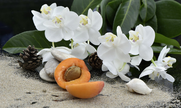 Abricot et orchid&eacute;es blanches