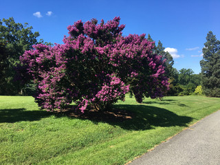 Pink crape myrtle tree at the arboretum in Washington DC