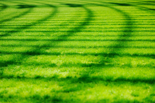 Fresh young green grass or lawn on the football stadium before the start of the match.