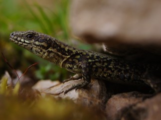 Lézard sur son rocher