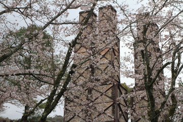 韮山反射炉と桜