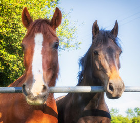 Fototapeta premium Two horses peering over a gate at the camera