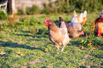 Free range hens in a field on a British Farm in Wales, United Kingdom.