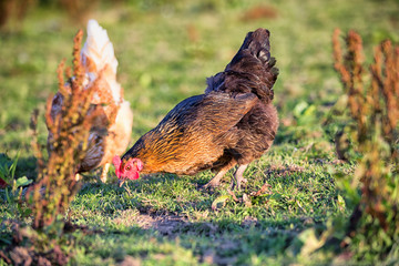 Free range hens in a field on a British Farm in Wales, United Kingdom.