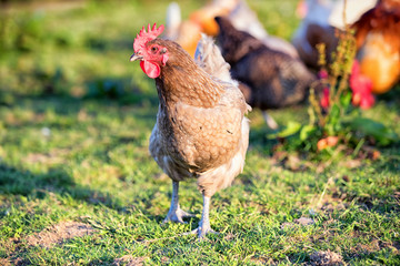 Free range hens in a field on a British Farm in Wales, United Kingdom.