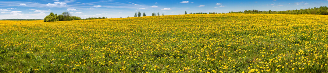 Panorama. Yellow flowers dandelions on background of blue sky and clouds. A huge field of dandelions.
