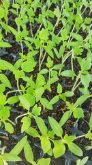New plant outbreak