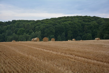 Mehrere Strohballen im Hintergrund eines abgeernteten Feldes  mit blauem Himmel und Wald