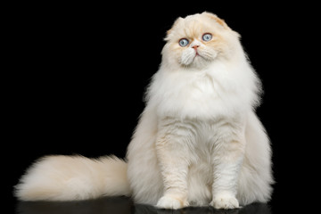 Furry Highland Fold Cat with Huge Blue Eyes Sitting on Black Background