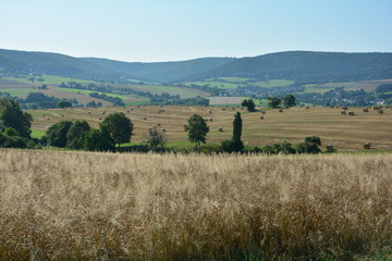 Fototapeta na wymiar Getreide im Vordergrund, angeerntetes Feld mit Heuballen im Hintergrund, mit blauem Himmel