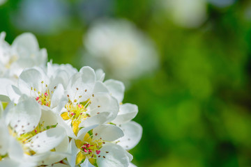 Pear flowers are covered with rays of the morning sun