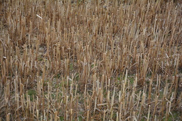 Stoppelfeld im Detail