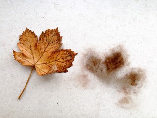Herbstliches Blatt und sein Abdruck auf Beton