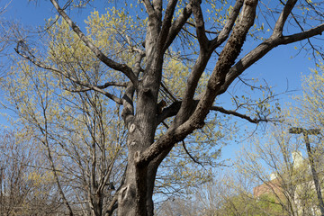 Fototapeta na wymiar Ствол и ветви дерева на фоне ясного неба в солнечный весенний день