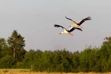 White Storks in Flight