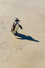 Fototapeta premium A Penguin on a Beach