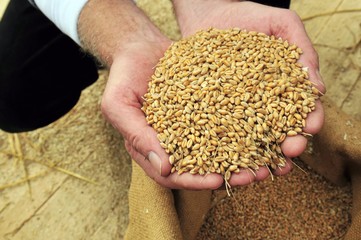 Gedroschenes Getreide in der Hand des M&uuml;llers