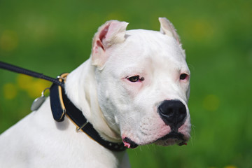 Obraz premium The portrait of a young Dogo Argentino dog with cropped ears posing outdoors
