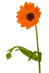 Flower of calendula, isolated on white background