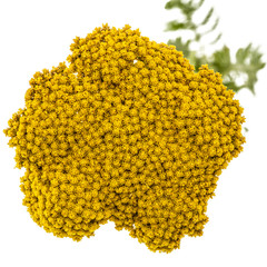 Flowers of yarrow, lat. Achillea millefolium, isolated on white background © kostiuchenko