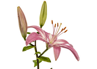 Flower of a pink lily, isolated on white background