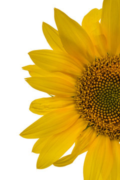 Sunflower closeup isolated on white background