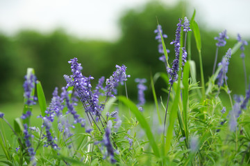 Lavender flowers in a spring park