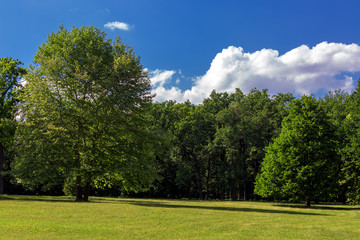 The green lawn in the forest.