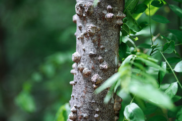 The trunk of the tree of Aralia Spinoza on a sunny day