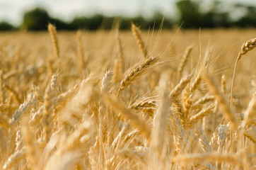 Wheat field. Ears of golden wheat close up. Beautiful Nature Sunset Landscape. Rural Scenery under Shining Sunlight. Background of ripening ears of meadow wheat field. Rich harvest Concept