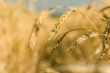golden wheat