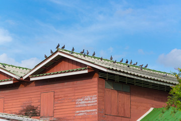 Many grey Pigeons Sitting on the Roof on a Sunny Day.