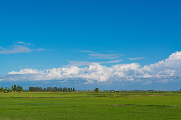 Obraz na płótnie Canvas Rice field green grass blue sky cloud cloudy landscape background.