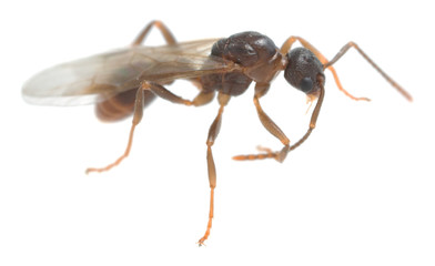 Winged Myrmicinae ant polishing antenna isolated on white background