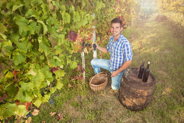 Young winemaker is harvesting grapes in vineyard