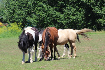 Naklejka na ściany i meble Horses in the field