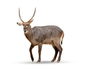 Female sable antelope (Hippotragus niger) © aedkafl