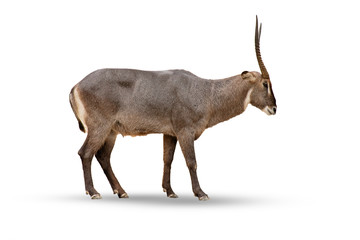 Female sable antelope (Hippotragus niger) © aedkafl