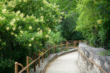 The path in the park in the springtime