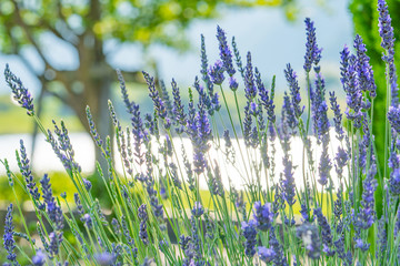 湖畔のラベンダー