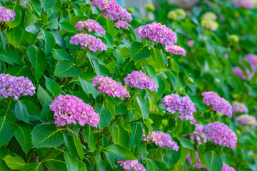 紫陽花
