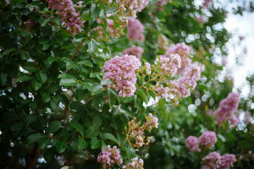 Lagerstroemia