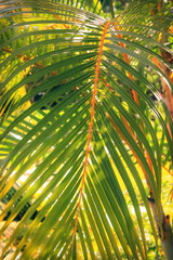 Close up image of a tropical fern leaf