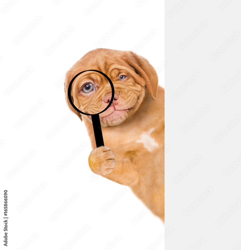 Poster funny puppy looks through a magnifying lens. isolated on white background
